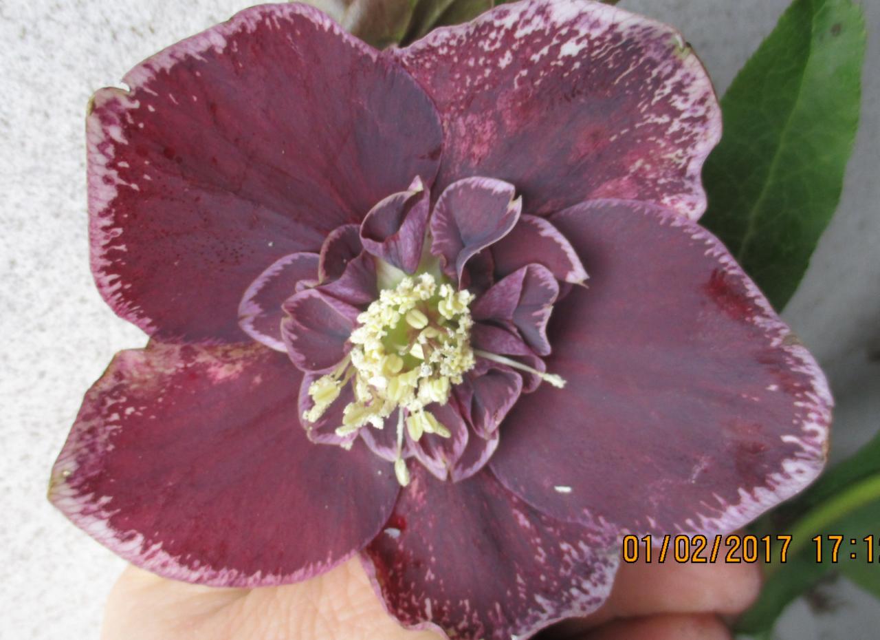 Helleborus orientalis 'Anemone Aubergine with White Edge' WS - Copie