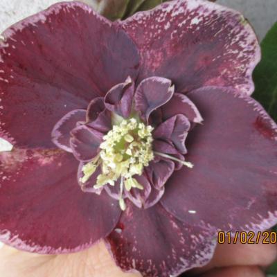 Helleborus orientalis 'Anemone Aubergine with White Edge' WS - Copie