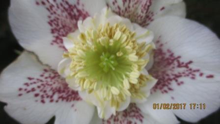 Helleborus orientalis 'Anemone Guttatus White Spotted' WS - Copie (2)