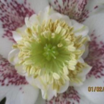 Helleborus orientalis 'Anemone Guttatus White Spotted' WS - Copie (2)