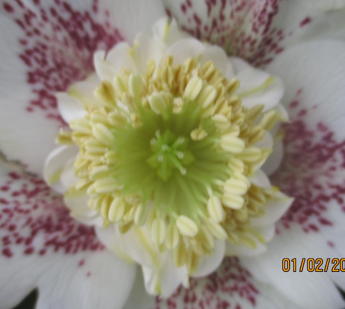 Helleborus orientalis 'Anemone Guttatus White Spotted' WS - Copie