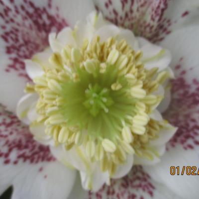 Helleborus orientalis 'Anemone Guttatus White Spotted' WS - Copie