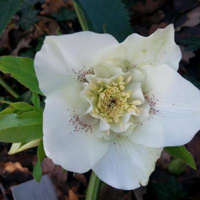 Helleborus orientalis 'Anemone Guttatus White' WS