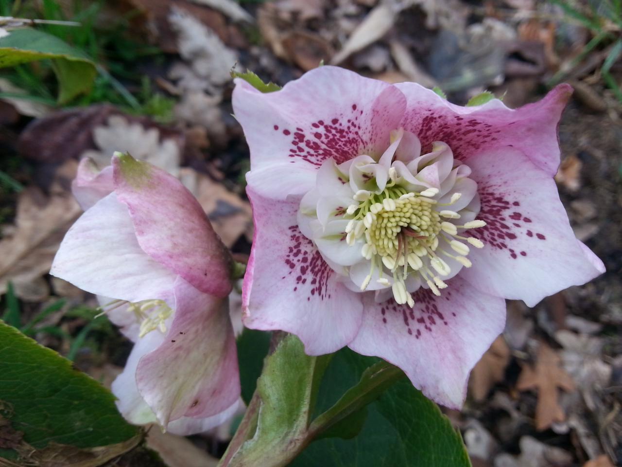 Helleborus orientalis 'Anemone Pink Spotted' WS (2)