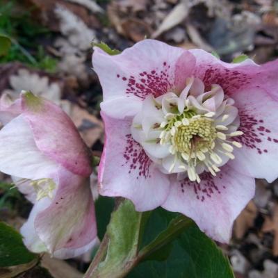 Helleborus orientalis 'Anemone Pink Spotted' WS (2)