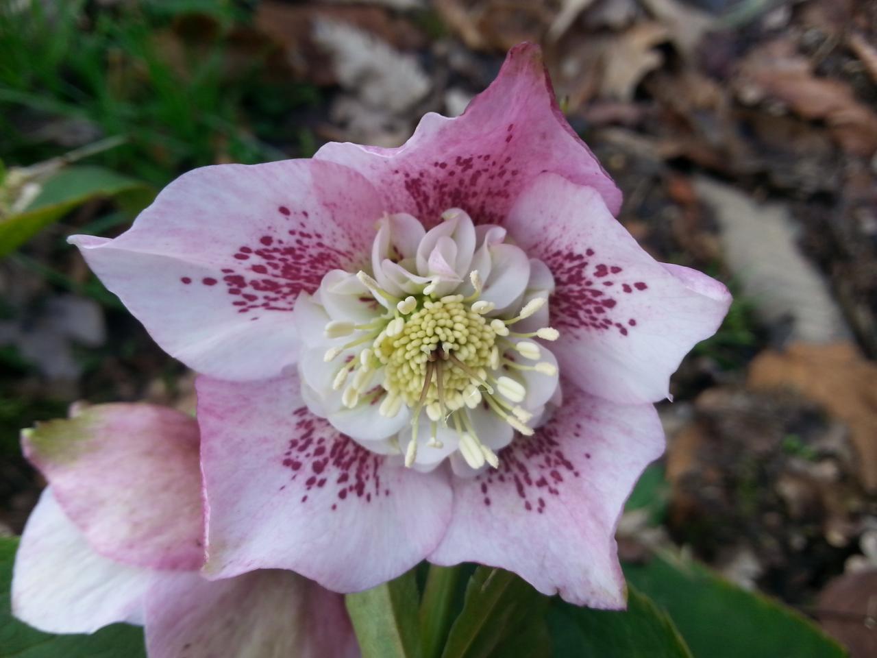 Helleborus orientalis 'Anemone Pink Spotted' WS (3)