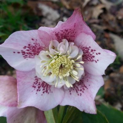 Helleborus orientalis 'Anemone Pink Spotted' WS (3)