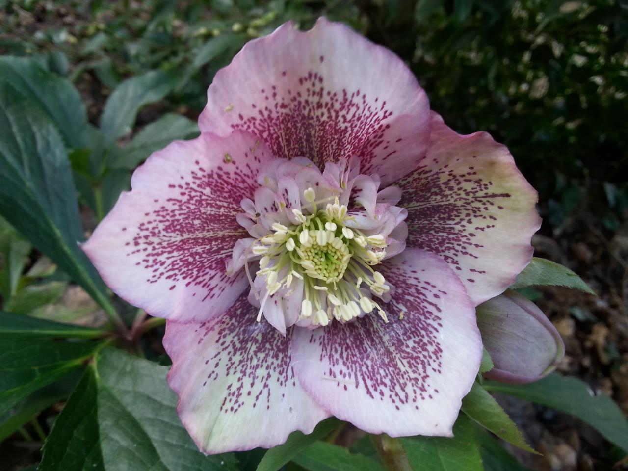 Helleborus orientalis 'Anemone Pink Spotted' WS