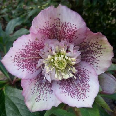 Helleborus orientalis 'Anemone Pink Spotted' WS