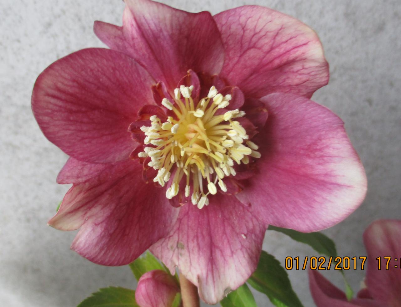 Helleborus orientalis 'Anemone Red' Wilgenbroek Selection - Copie