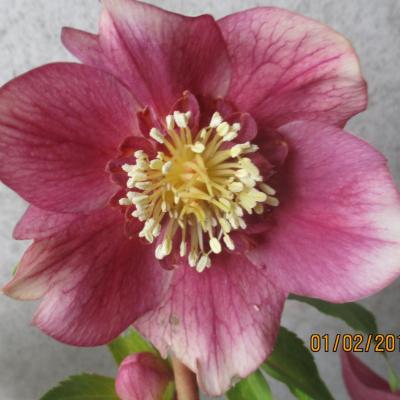 Helleborus orientalis 'Anemone Red' Wilgenbroek Selection - Copie