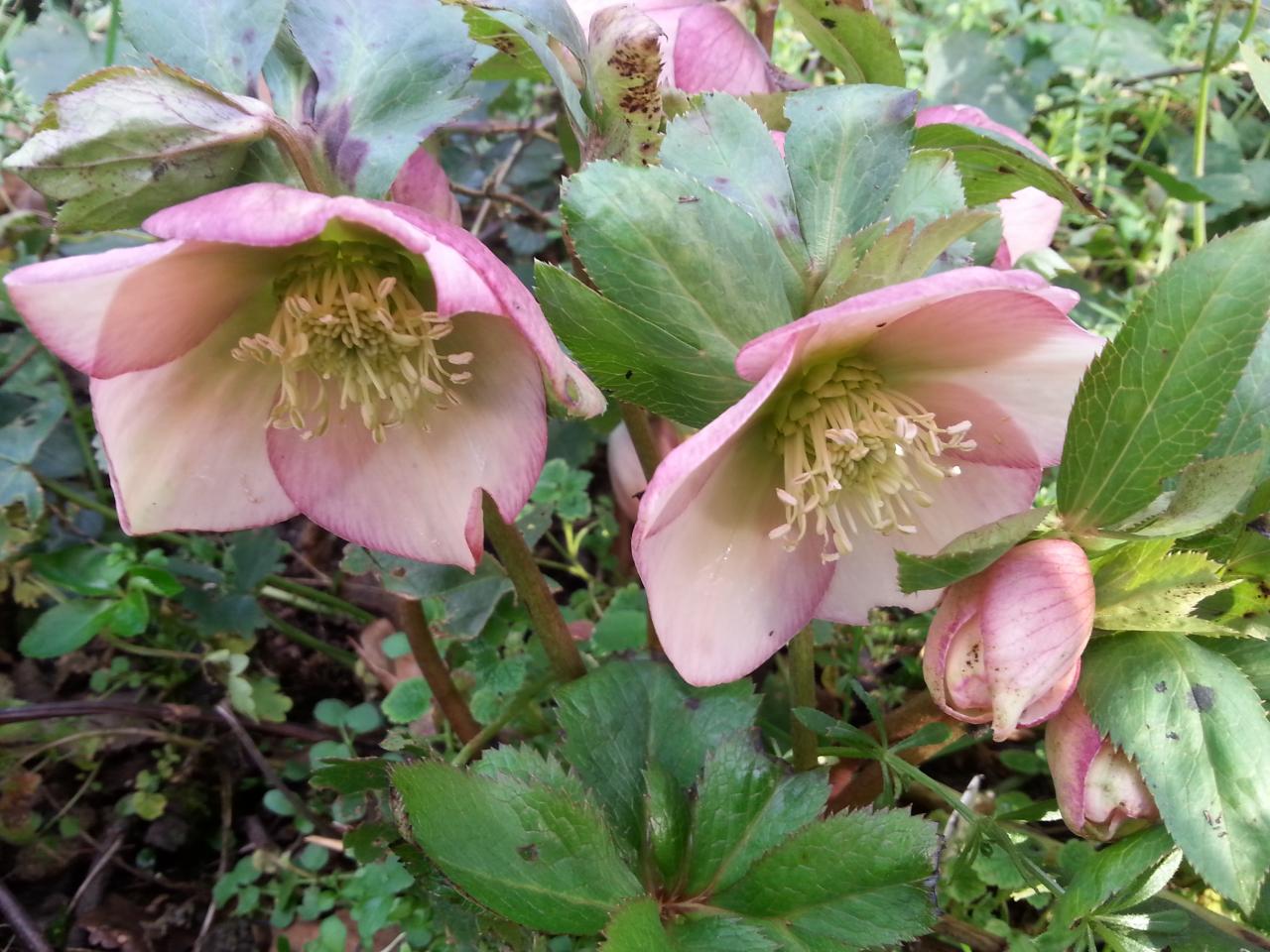 Helleborus orientalis 'Apricot' WS (2)