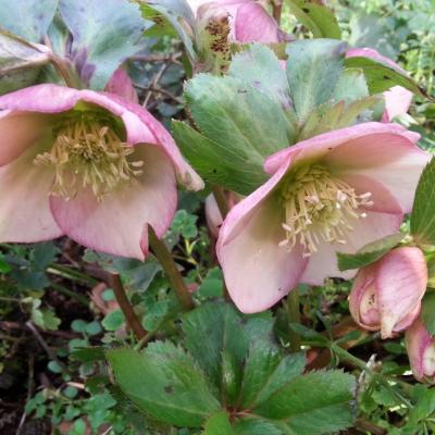 Helleborus orientalis 'Apricot' WS (2)