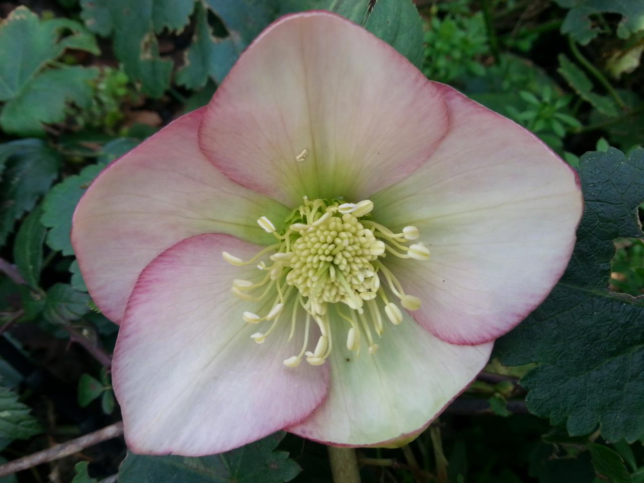 Helleborus orientalis 'Apricot' WS