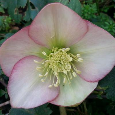 Helleborus orientalis 'Apricot' WS