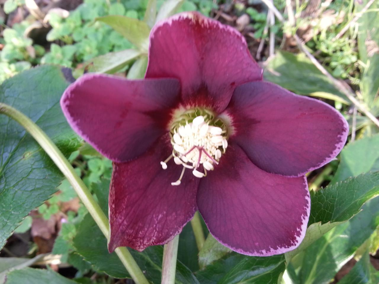 Helleborus orientalis 'Aubergine with White Edge' WS