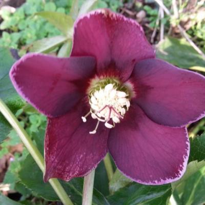 Helleborus orientalis 'Aubergine with White Edge' WS