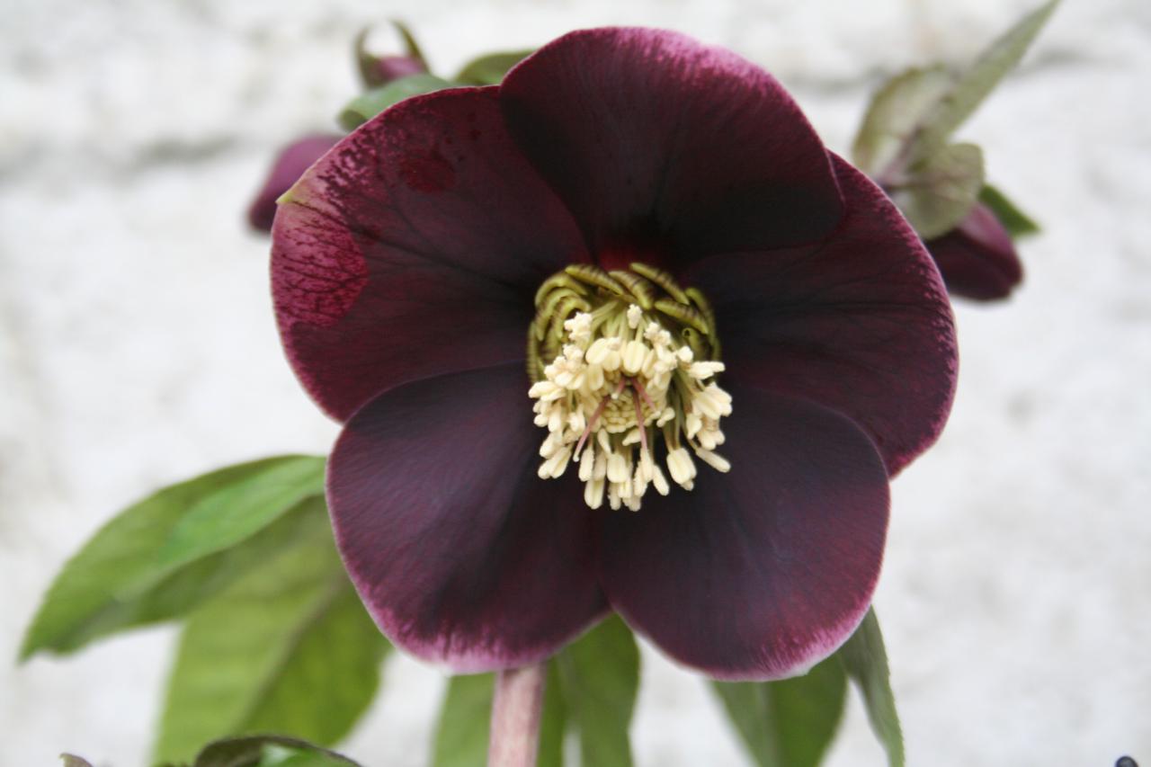 Helleborus orientalis 'Aubergine with White Edge' WS