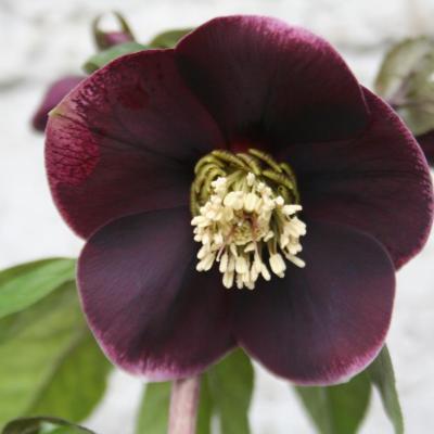 Helleborus orientalis 'Aubergine with White Edge' WS