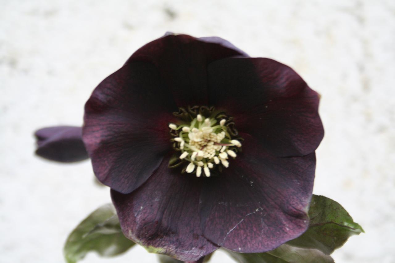 Helleborus orientalis 'Black' Wilgenbroek Selection-2-