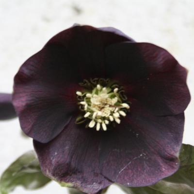 Helleborus orientalis 'Black' Wilgenbroek Selection-2-