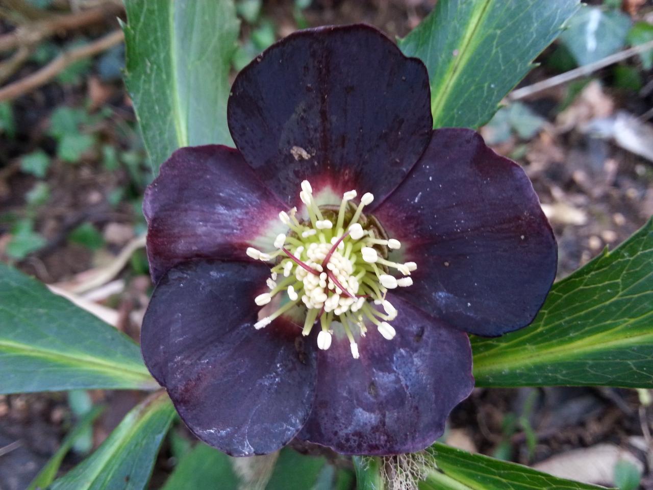 Helleborus orientalis 'Black' WS (2)