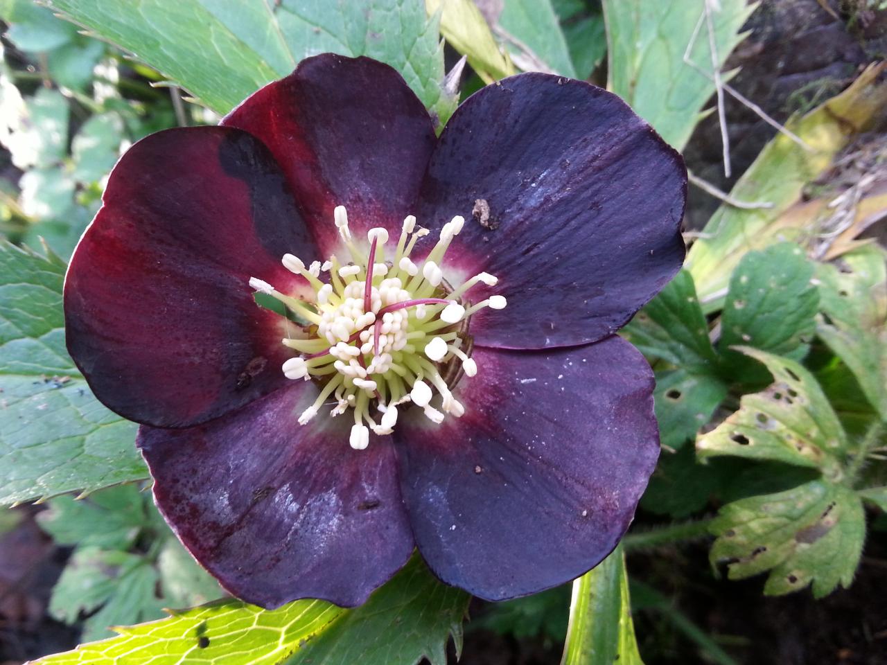 Helleborus orientalis 'Black' WS