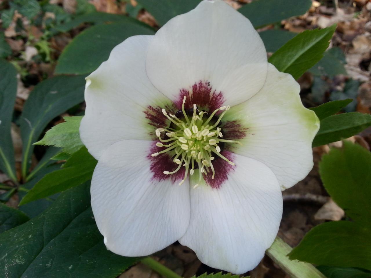 Helleborus orientalis 'Creme with Red-Dark Center' WS (2)