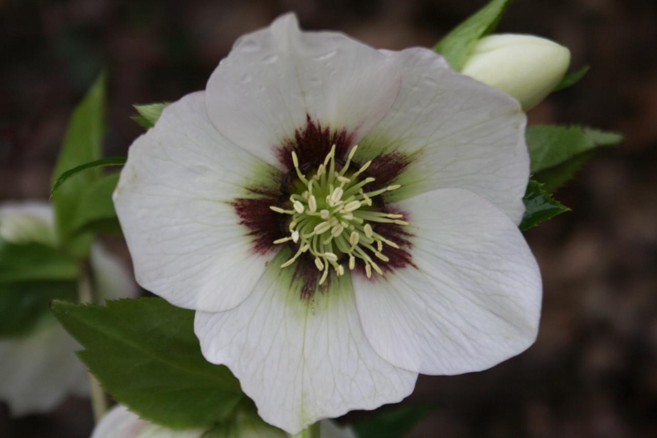 Helleborus orientalis 'Creme with Red-Dark Center' WS-4-