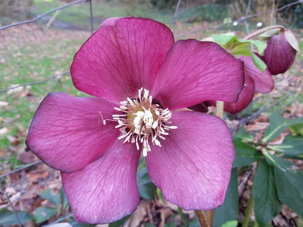 Helleborus orientalis 'Dark' WS (2)