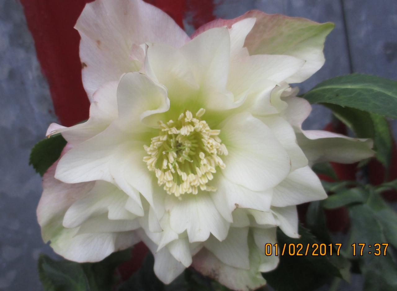 Helleborus orientalis 'Double Apricot' Wilgenbroek Selection - Copie