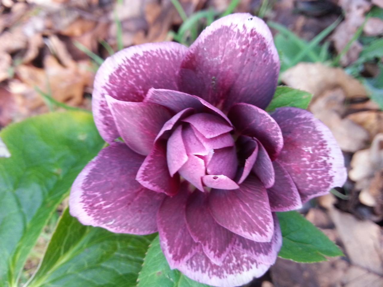 Helleborus orientalis 'Double Aubergine' WS