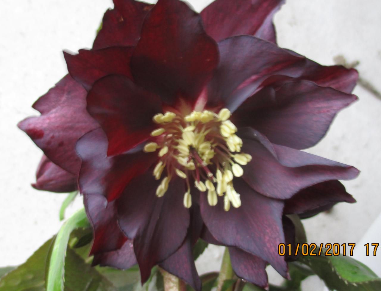 Helleborus orientalis 'Double Black' Wilgenbroek Selection - Copie