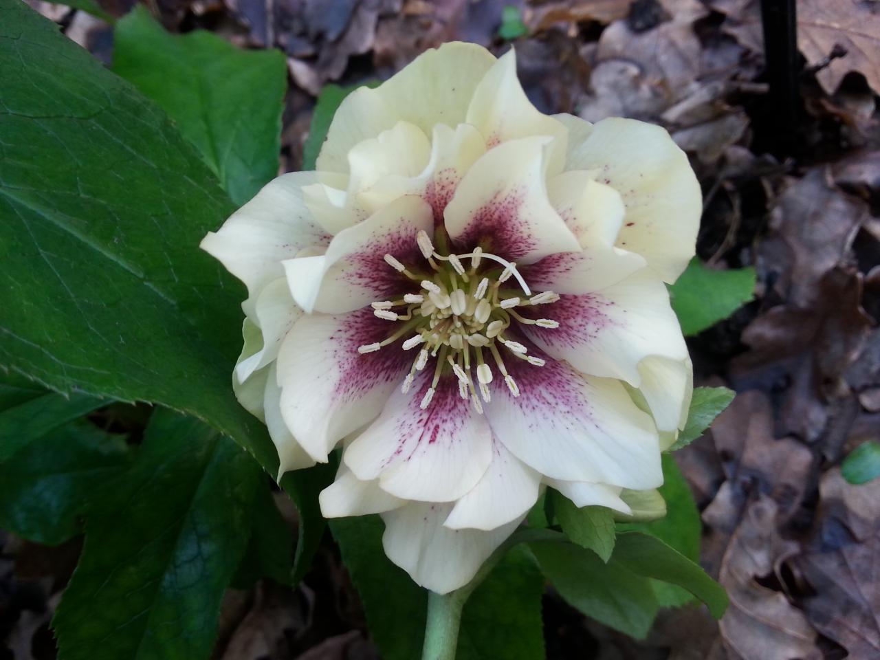 Helleborus orientalis 'Double Creme with Red Center' WS