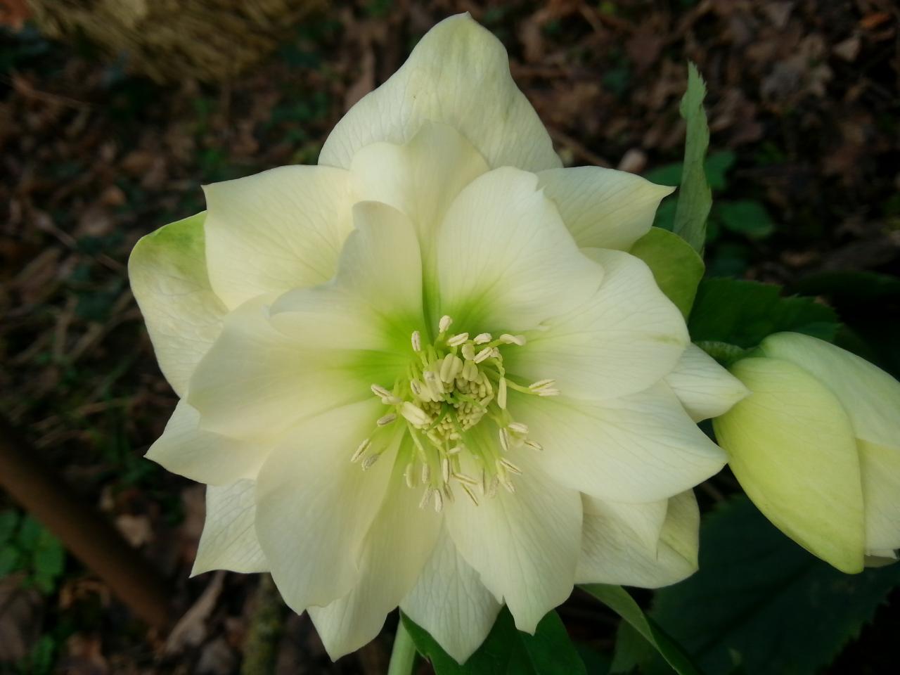 Helleborus orientalis 'Double Creme' WS (2)