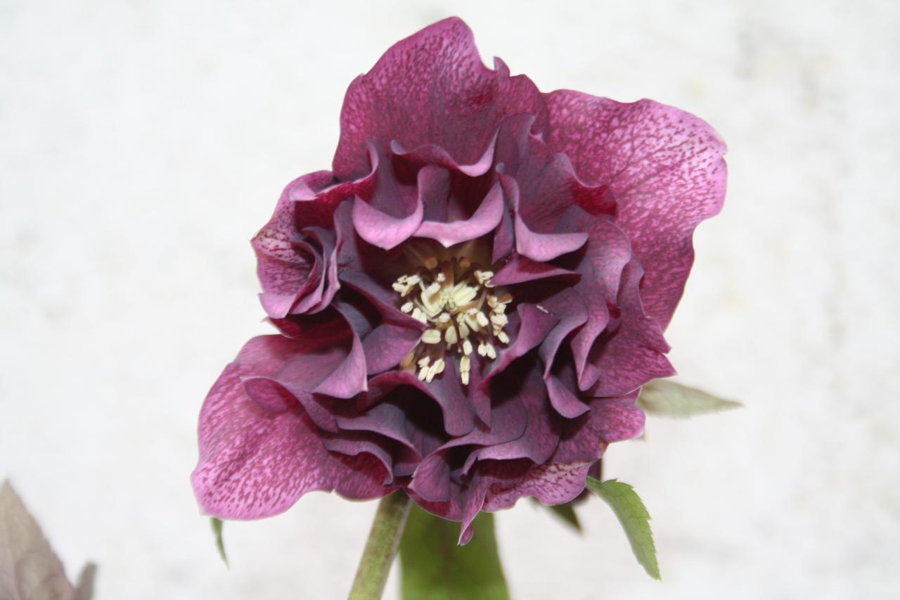 Helleborus orientalis 'Double Dark' Wilgenbroek Selection