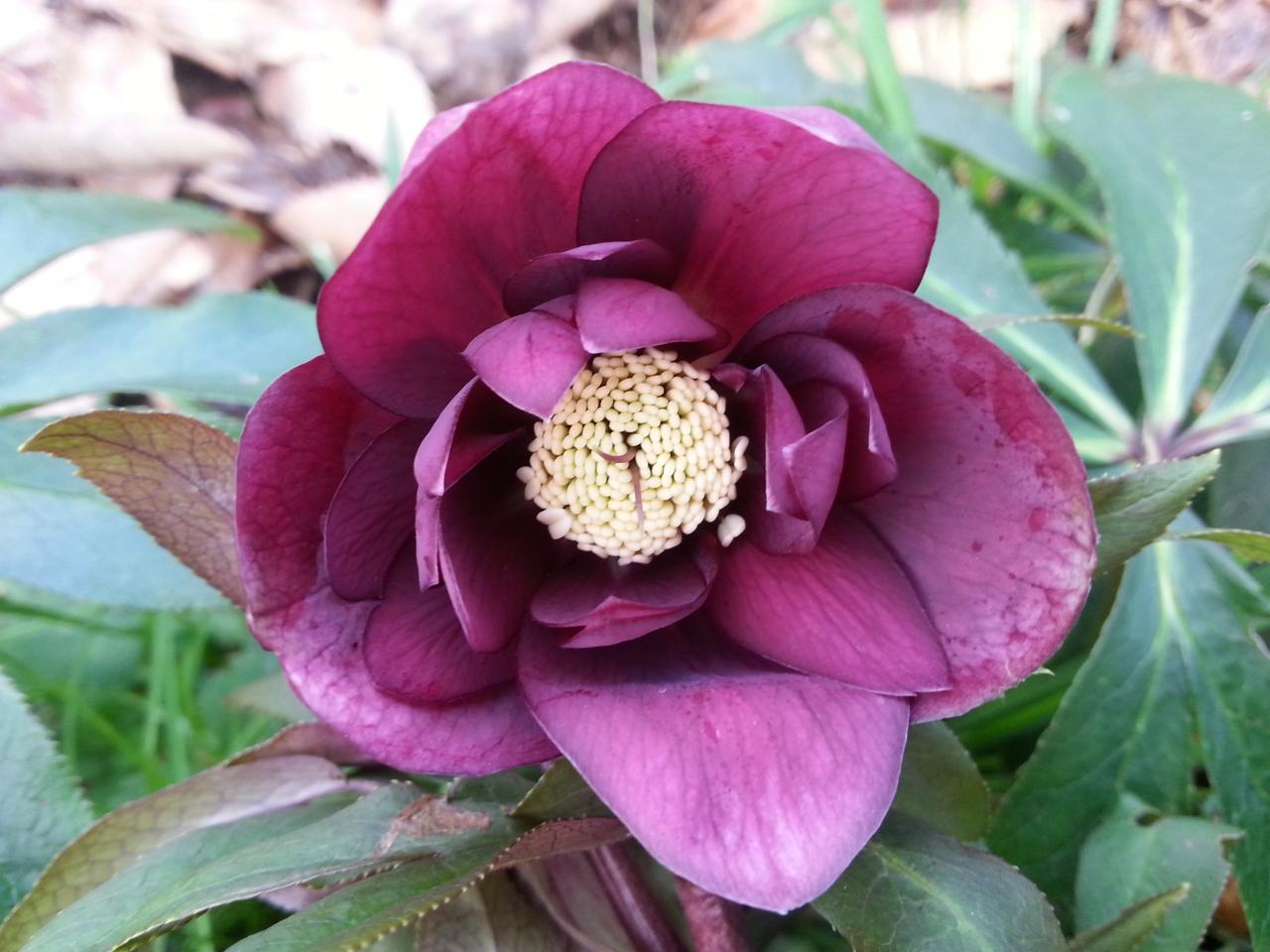 Helleborus orientalis 'Double Dark' WS