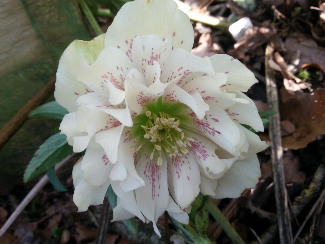 Helleborus orientalis 'Double Flower Yellow' pas bon nom WS