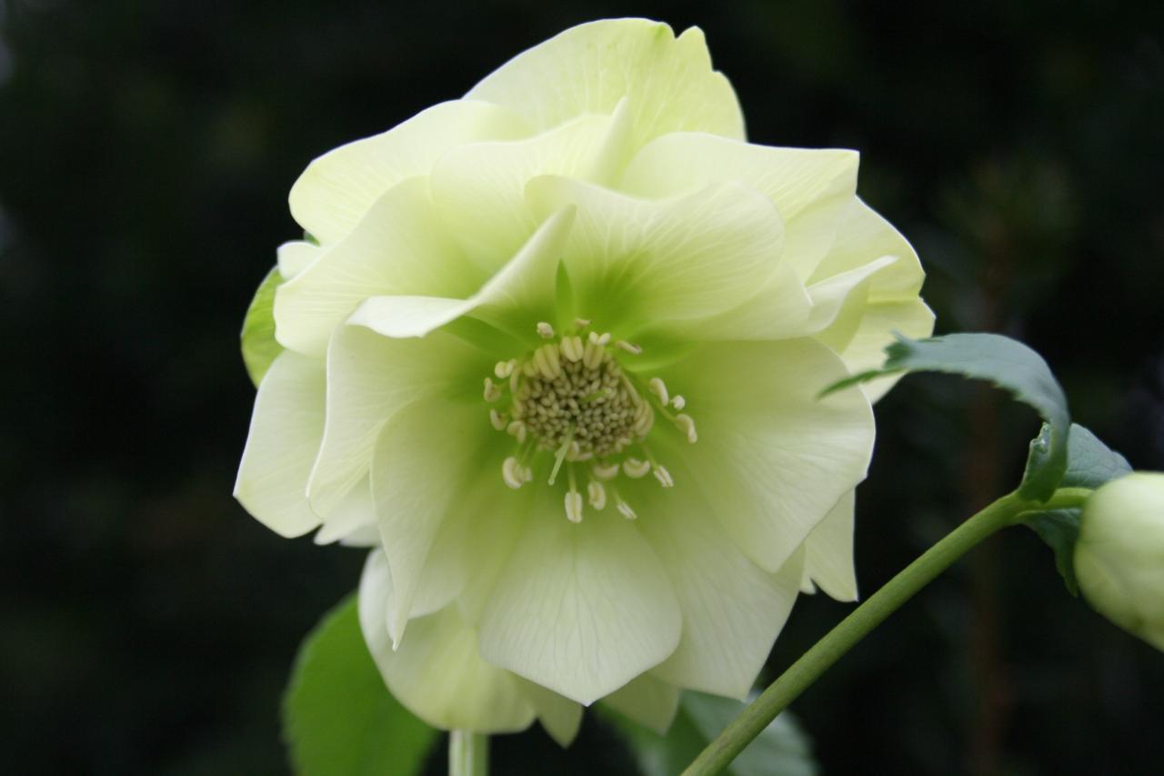 Helleborus orientalis 'Double Flower Yellow' Wilgenbroek Selection -2-