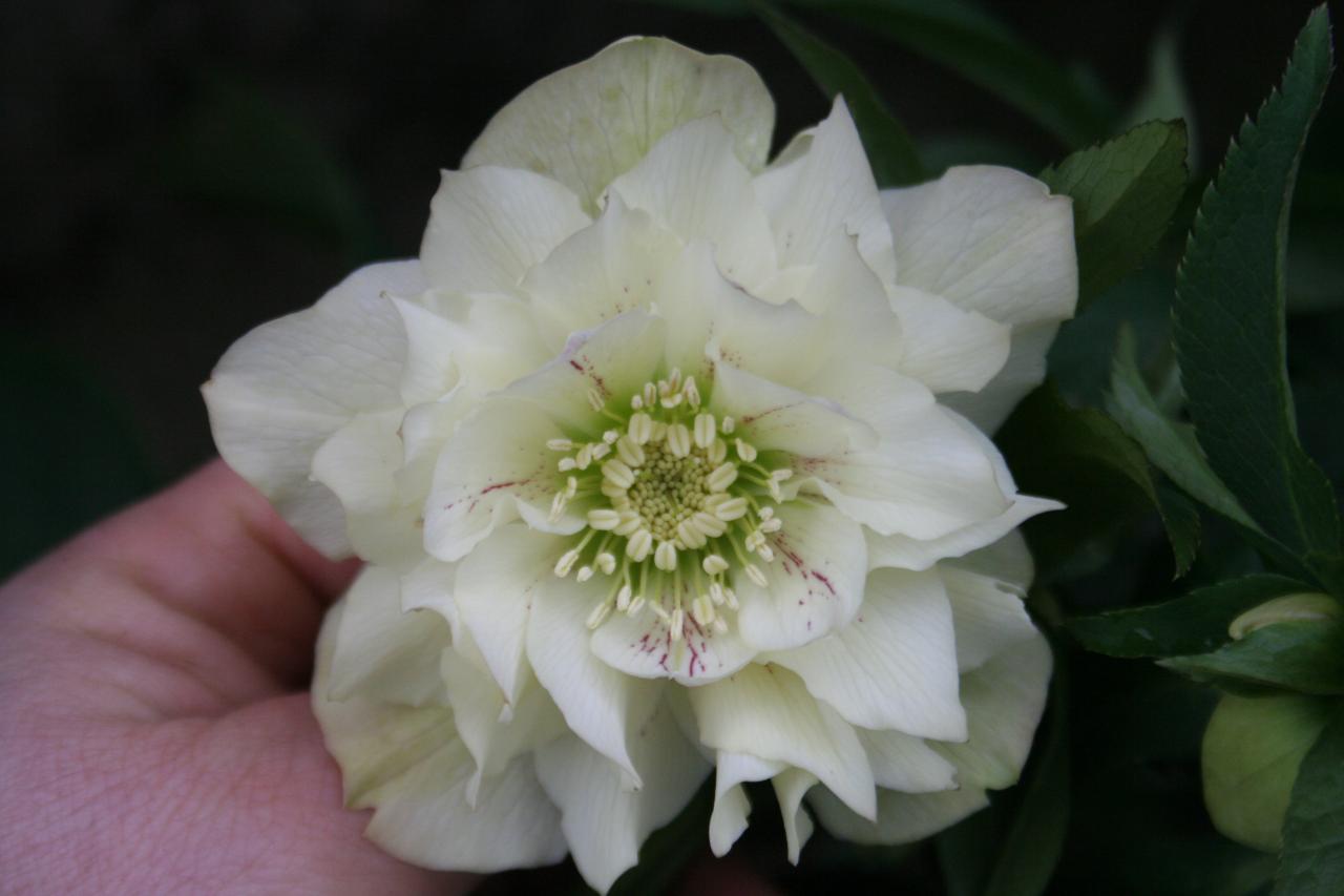 Helleborus orientalis 'Double Flower Yellow' Wilgenbroek Selection -3-