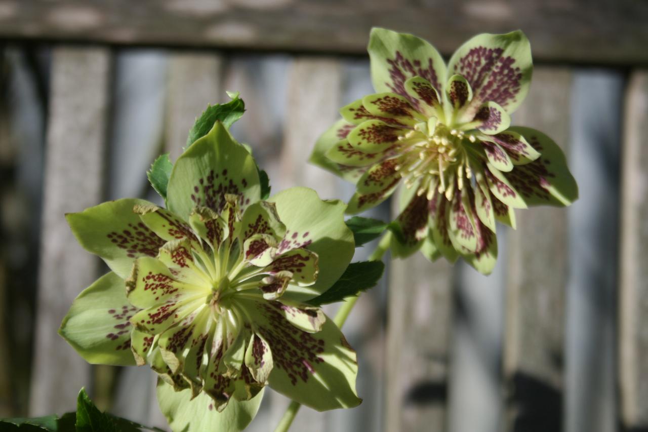 Helleborus orientalis 'Double Green Spotted' Wilgenbroek Selection