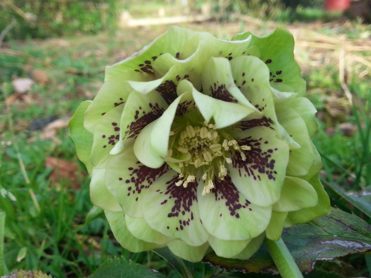 Helleborus orientalis 'Double Green Spotted' WS