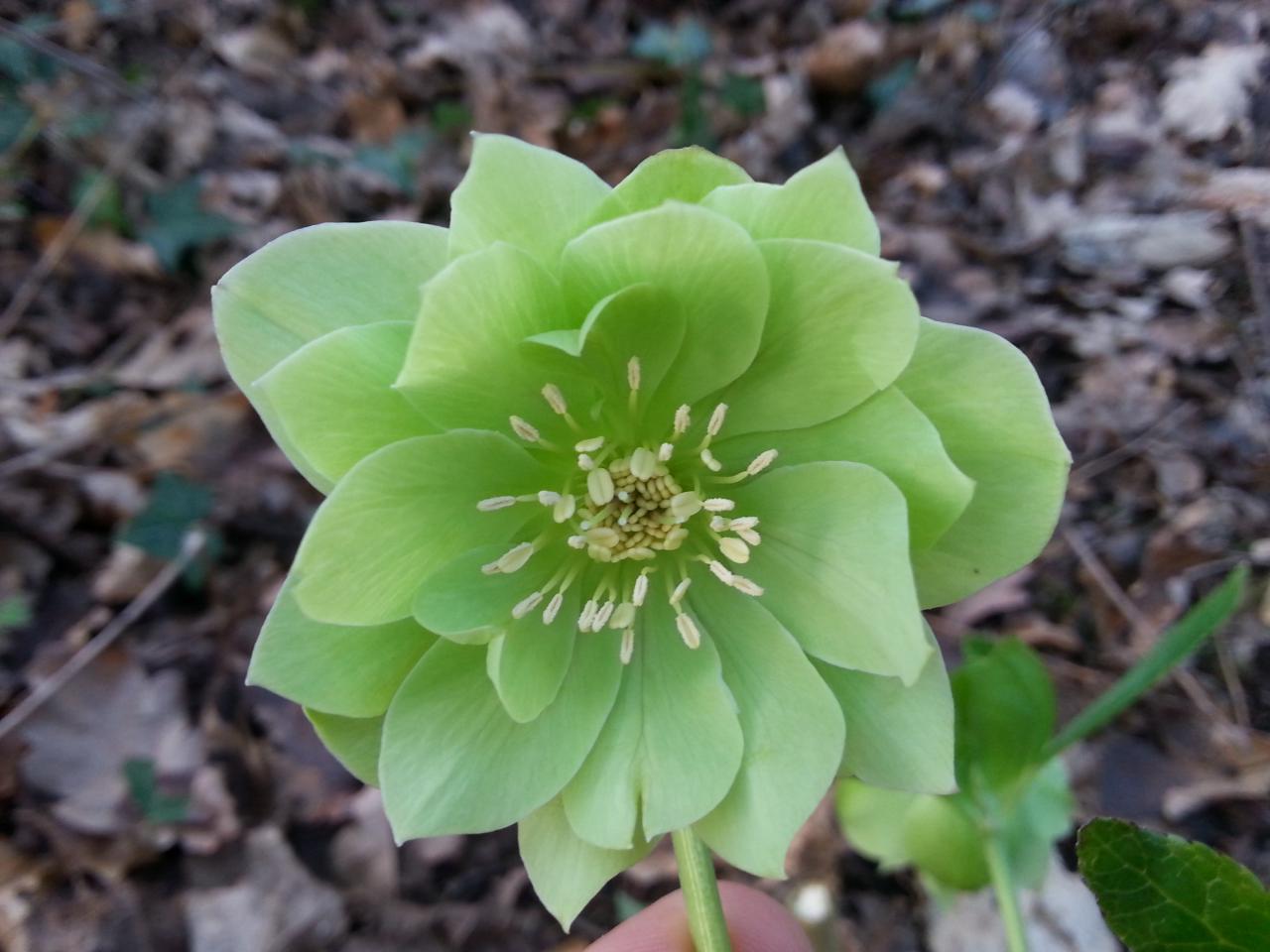 Helleborus orientalis 'Double Green' Wilgenbroek Selection