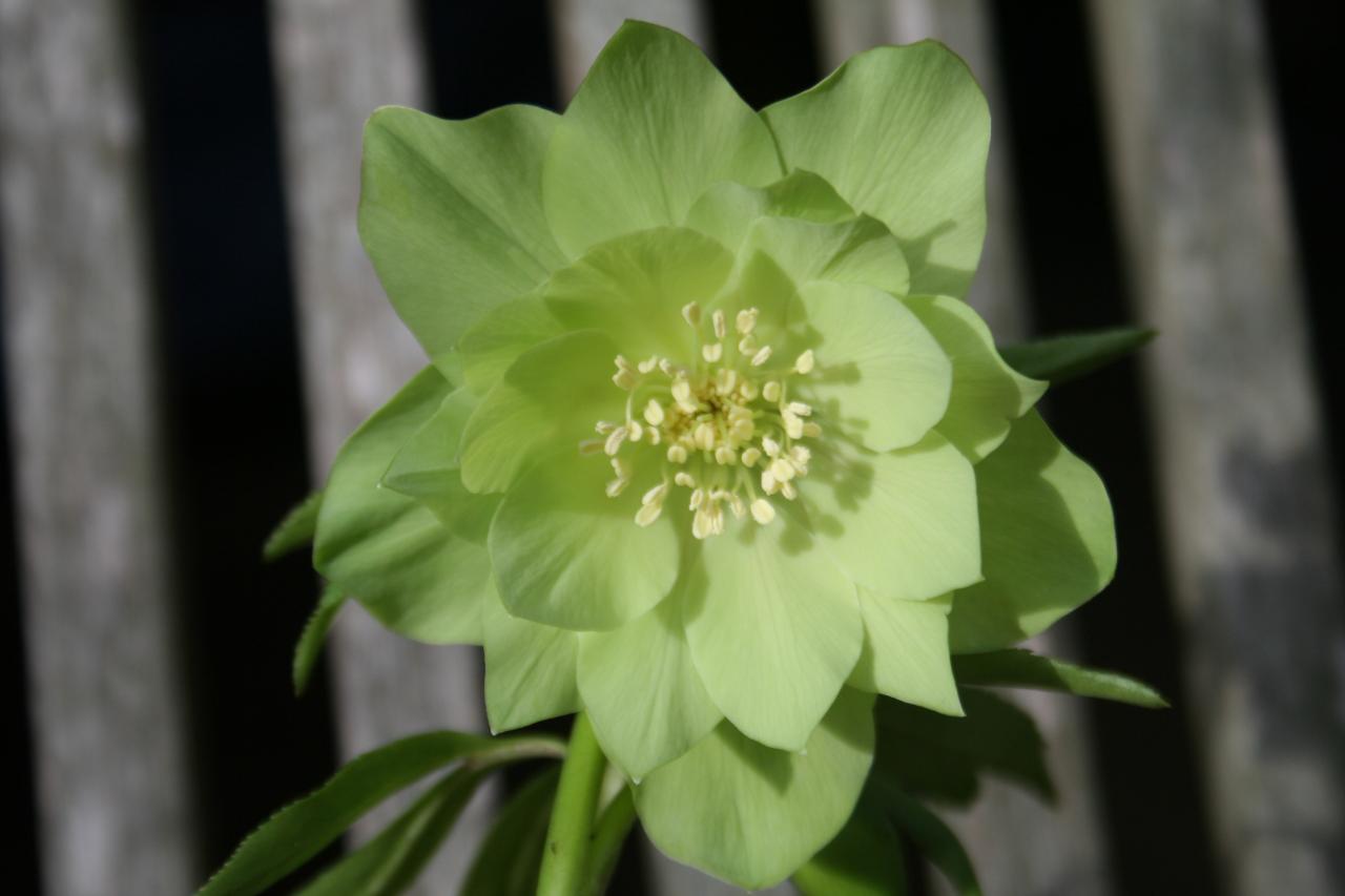 Helleborus orientalis 'Double Green' Wilgenbroek Selection