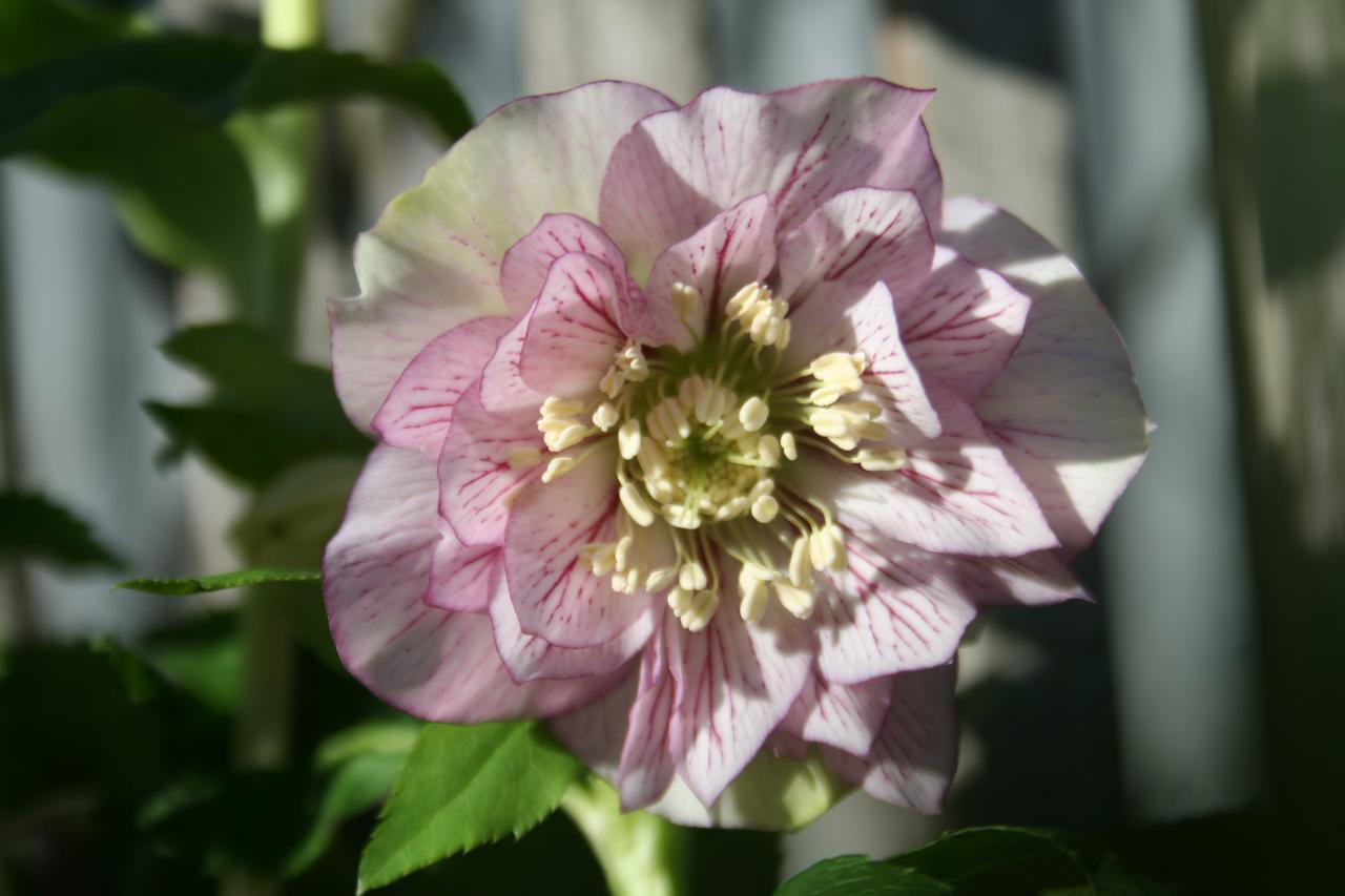 Helleborus orientalis 'Double Picotee' Wilgenbroek Selection -2-