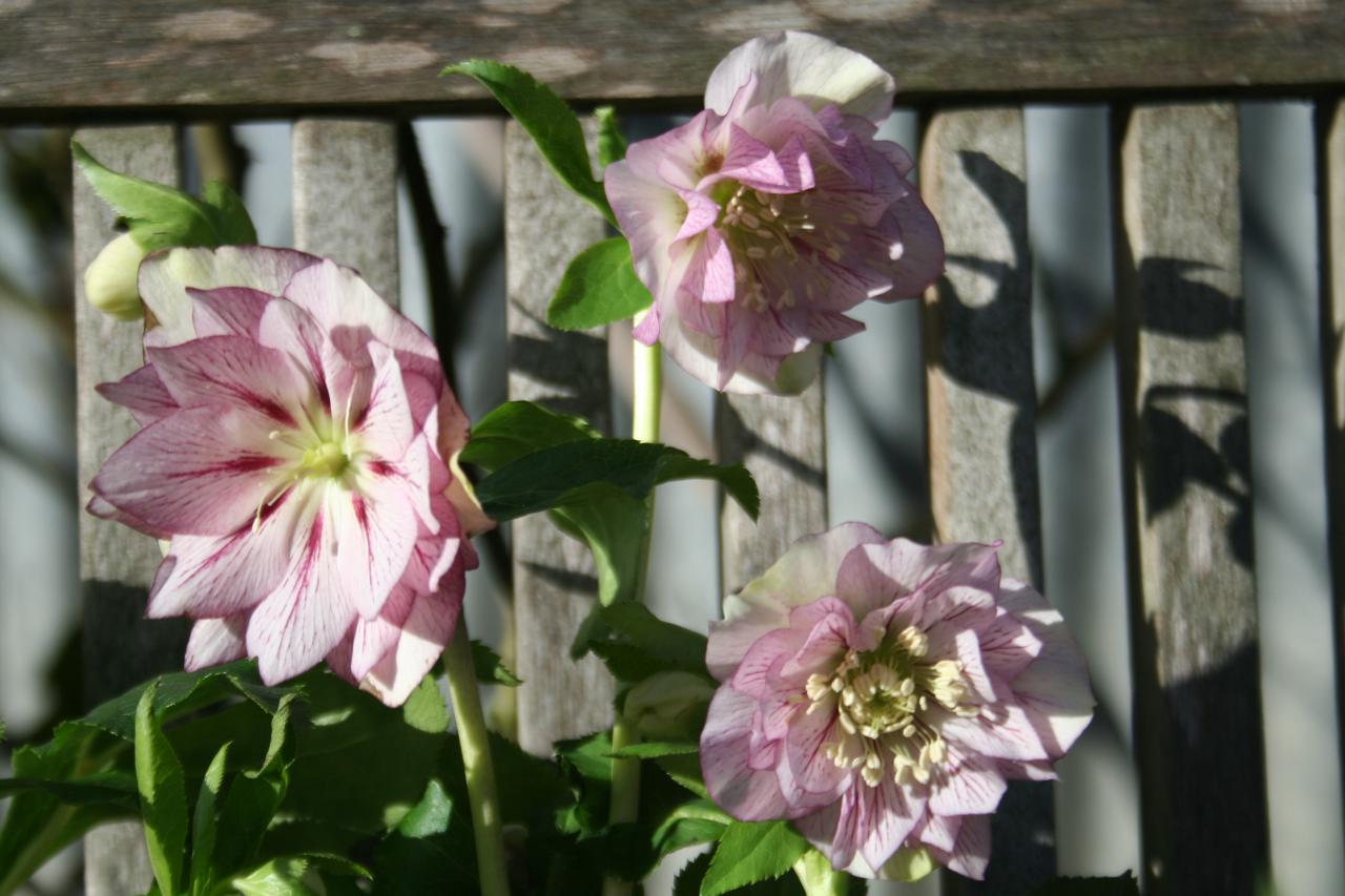 Helleborus orientalis 'Double Picotee' Wilgenbroek Selection -3-