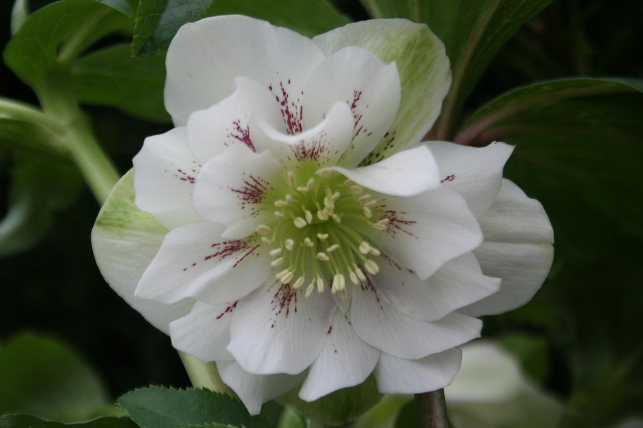 Helleborus orientalis 'Double Pink Spotted' Wilgenbroek Selection