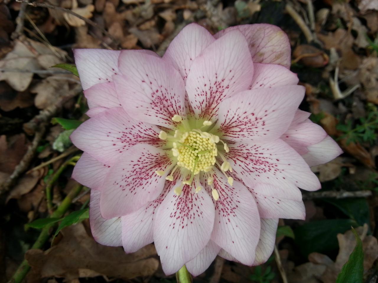 Helleborus orientalis 'Double Pink Spotted' WS