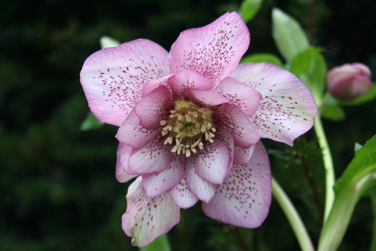 Helleborus orientalis 'Double Pink' Wilgenbroek Selection