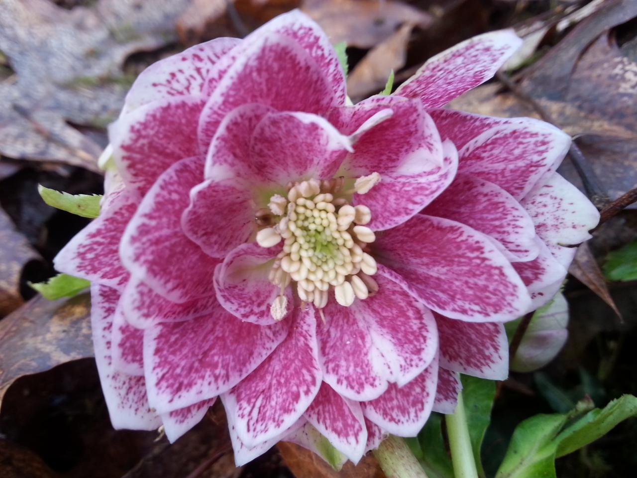 Helleborus orientalis 'Double Pink with Green Center' WS mauvais nom